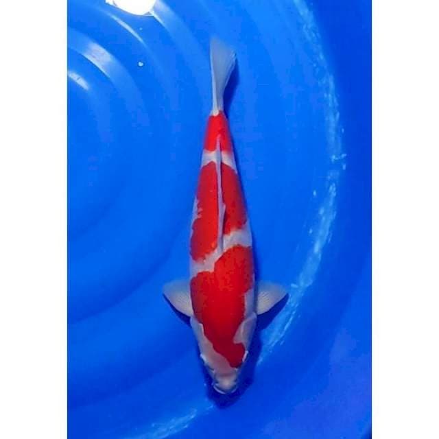 HQ Strong kohaku Bakat Jumbo 38cm(F)