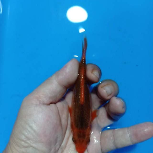 F1 Hi asagi/akka matshuba 13cm