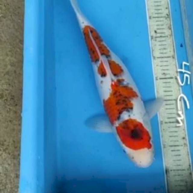 Ghosiki 45 Cm