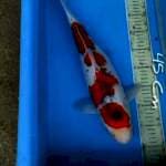 Ghosiki 45 Cm