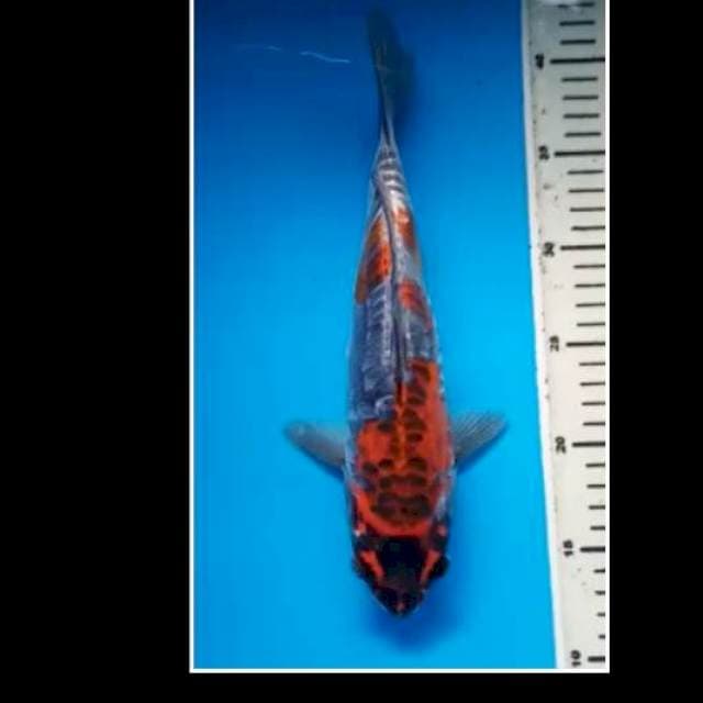 HI KIKOKURYU 30 Cm