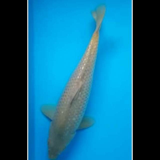 MIDORIGOI PUNUK 30 Cm,JANTAN