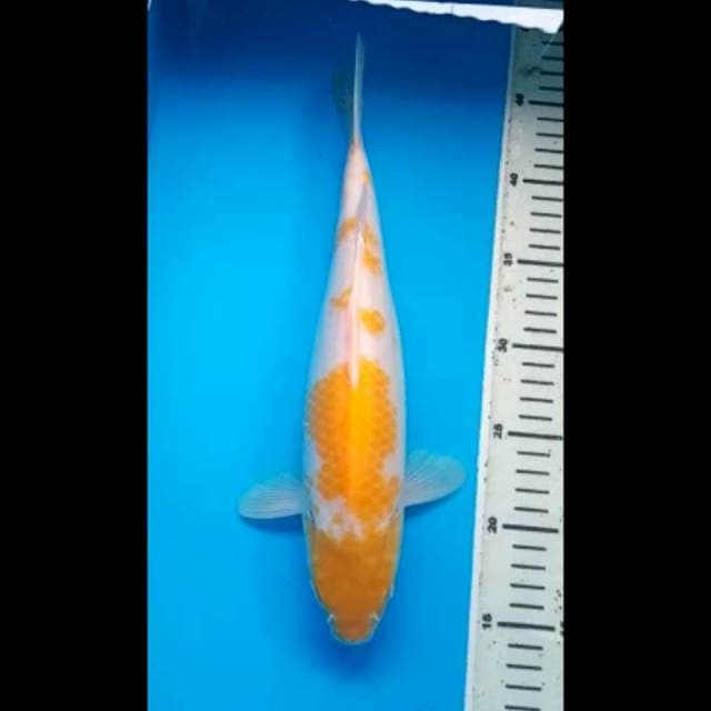HARIWAKE 33 Cm