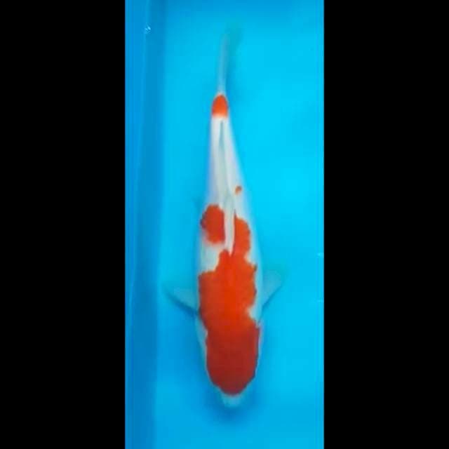 KOHAKU PUNUK 31 Cm