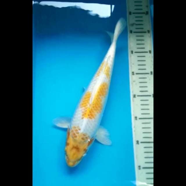 HARIWAKE PUNUK 33 Cm, JANTAN
