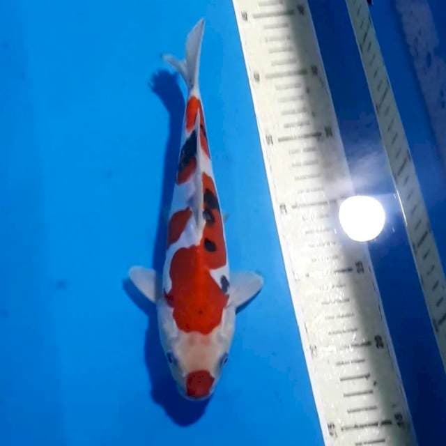 SANKE DOITSU SQ 25 CM