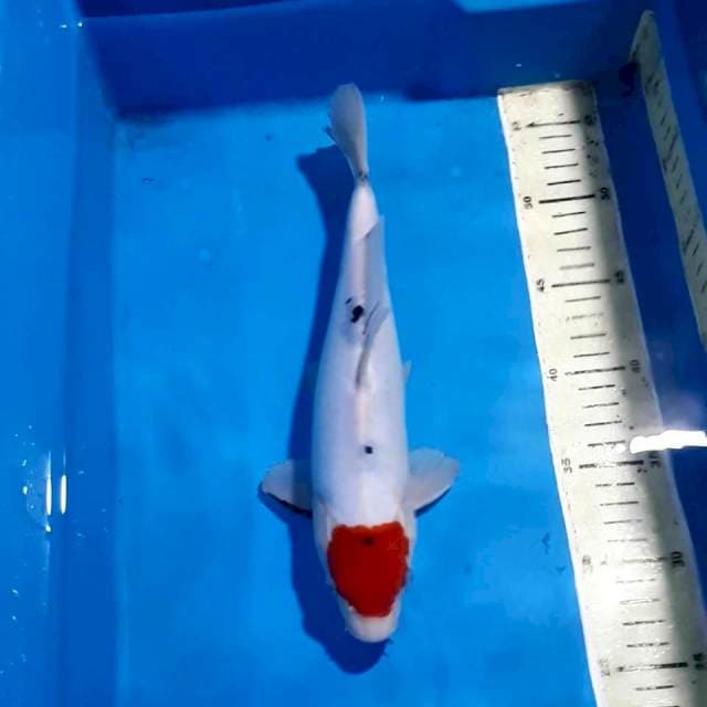 ORIGINAL TANCHO 28 CM