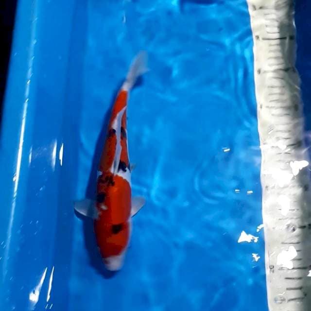 SANKE 26 CM