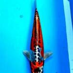 Unique Kin Kikokuryu 35cm Male