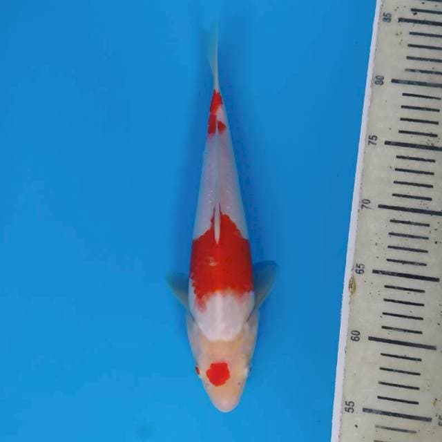 Maruten Kohaku ~28