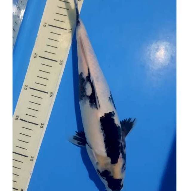 Shiro 30cm 