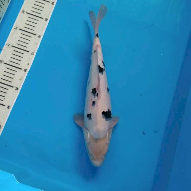 Jumbo Tosai bekko