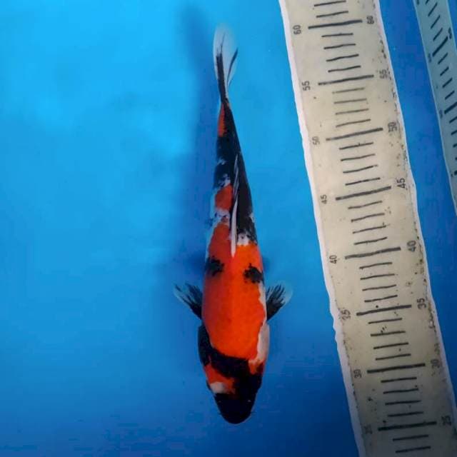 Showa³¹ "red"