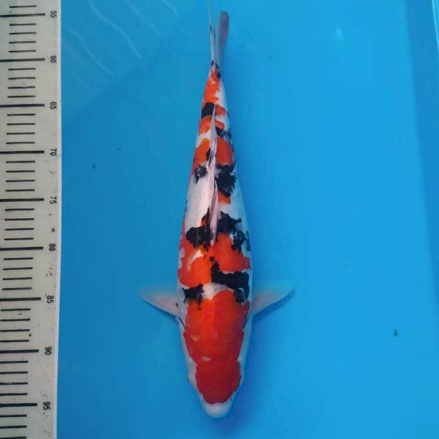 Jumbo Tosai Sanke Aragoke
