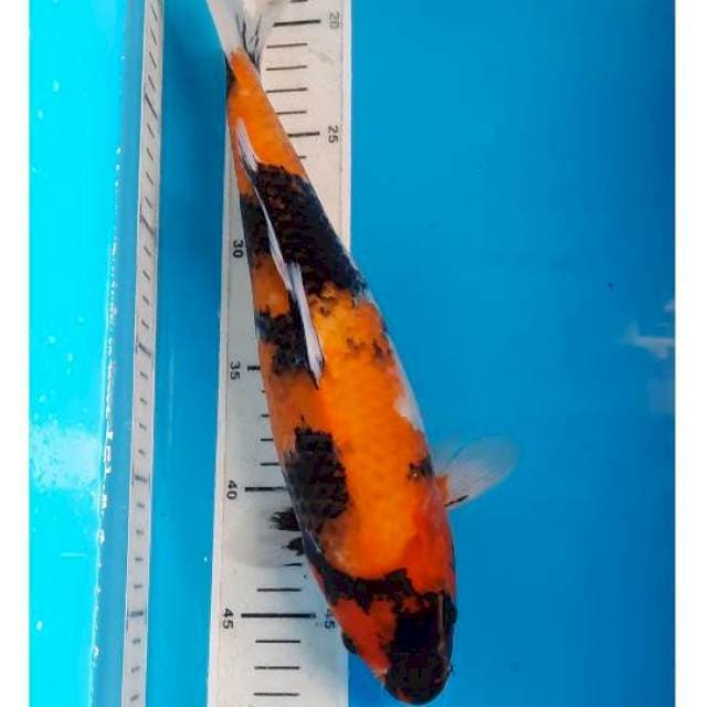 Showa 32cm