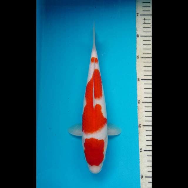 Sandan Kohaku Ciamik F1