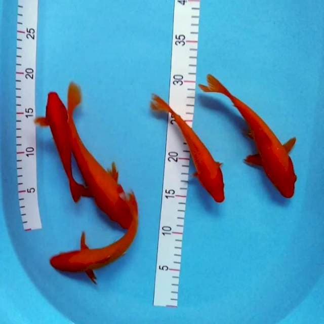Benigoi tembus 15-22cm