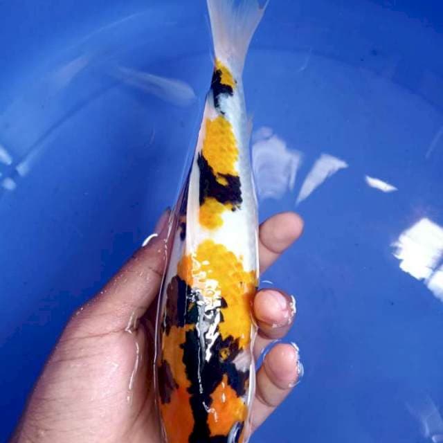 Showa ori Halus 24cm