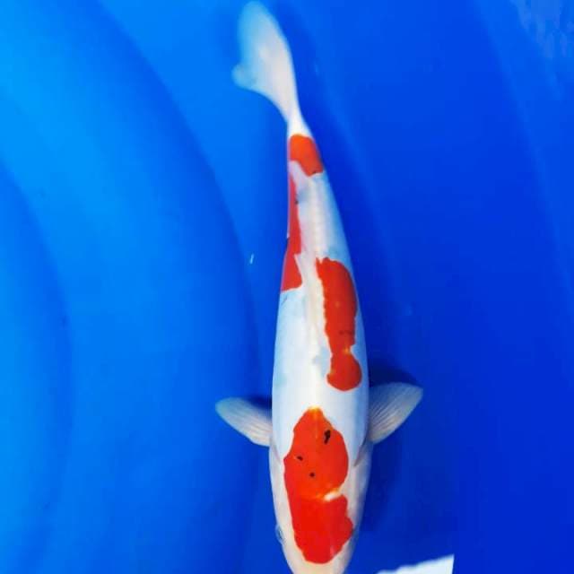 Doitsu tategoi 30cm
