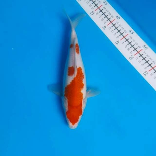 Khohaku bulky 29cm
