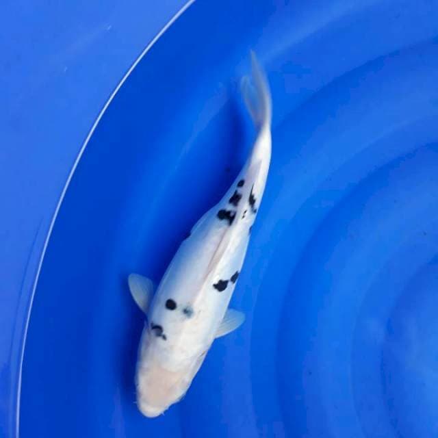 Beko doitsu 35cm