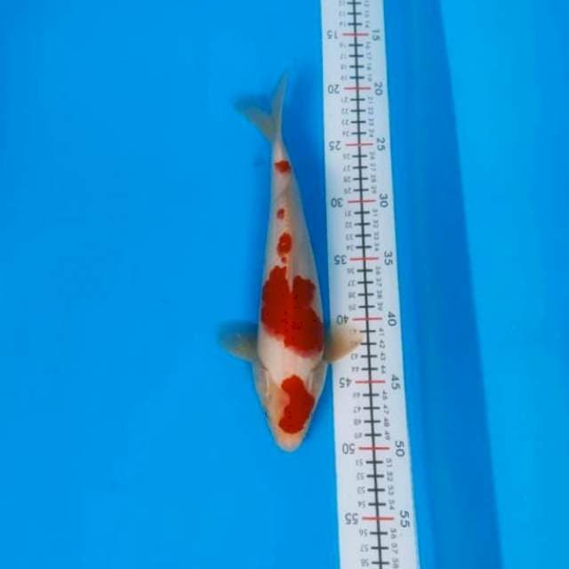 Khohaku merah setrong 30cm