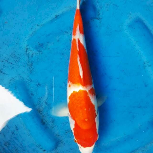 Kohaku 34cm