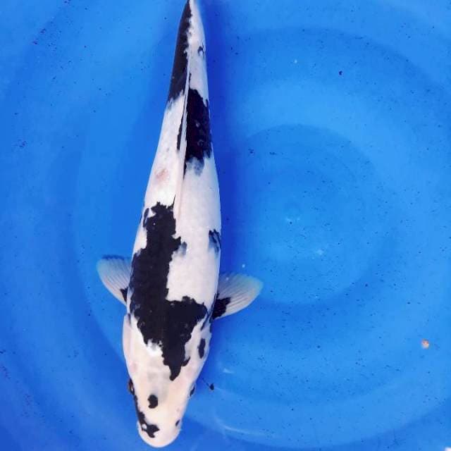 Siro super sumi 35cm