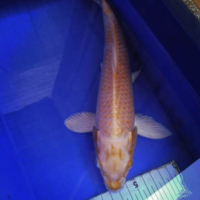Hariwake