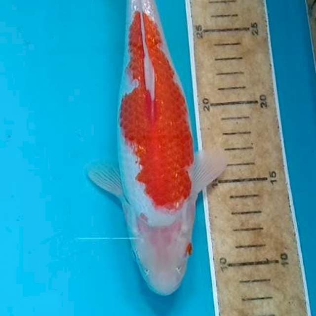 Kohaku gindrin 24cm