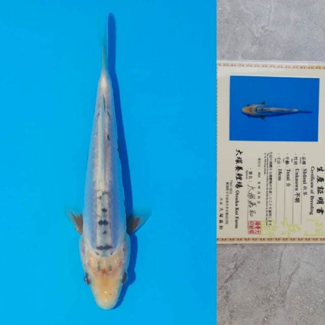 Otsuka Shusui 18cm Certi