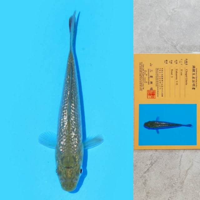 Yamasan Chagoi Ginrin 11cm Certi
