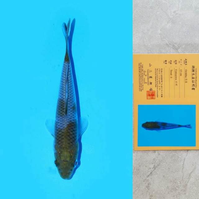 Yamasan Ochiba 13cm Certi