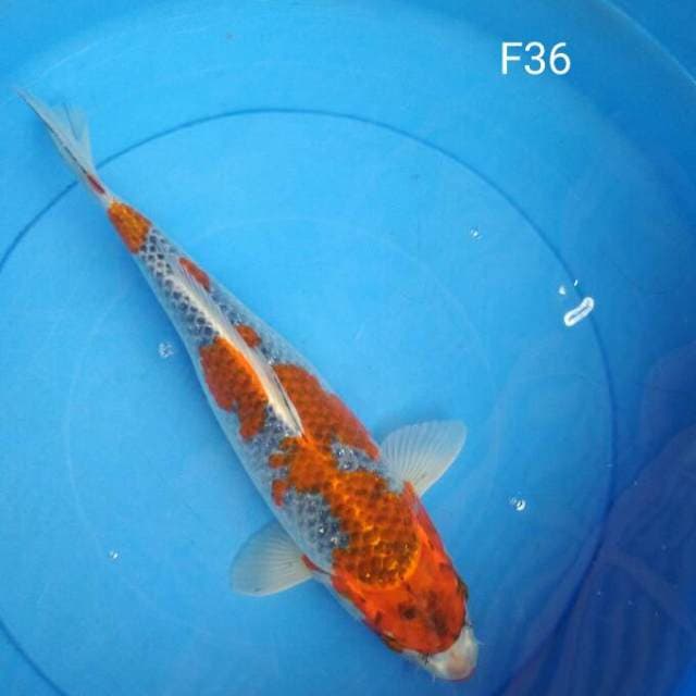 Goshiki Quality Bakat Jumbo