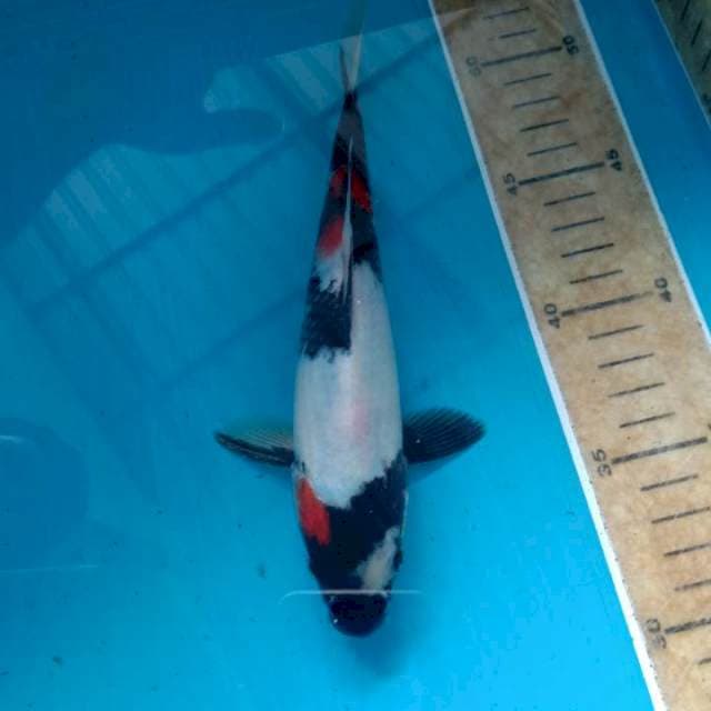 Kindai showa 20cm