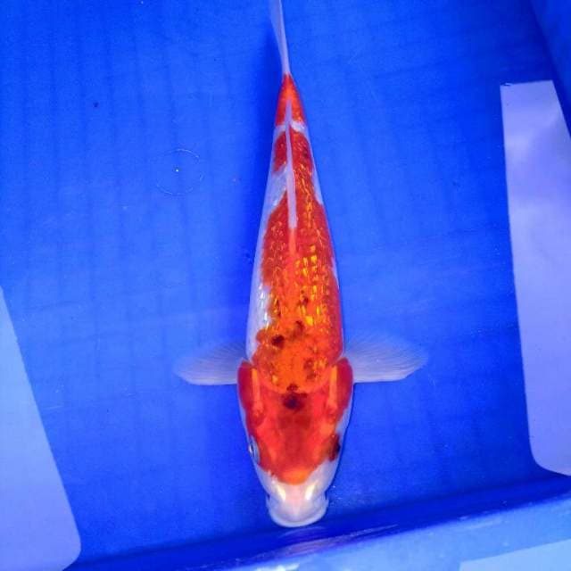Goshiki ginrin 26cm