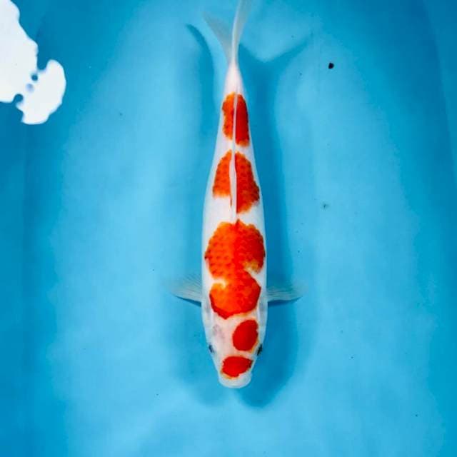 Kohaku, 32 cm