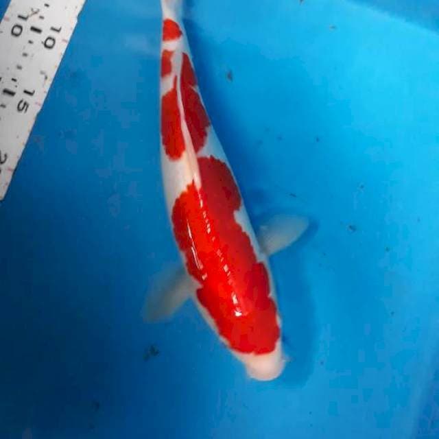 Kohaku