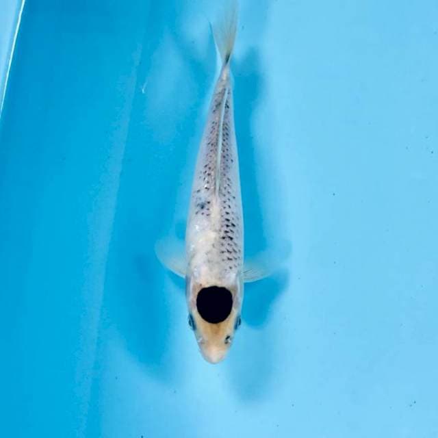 Tancho Goromo, 20 cm