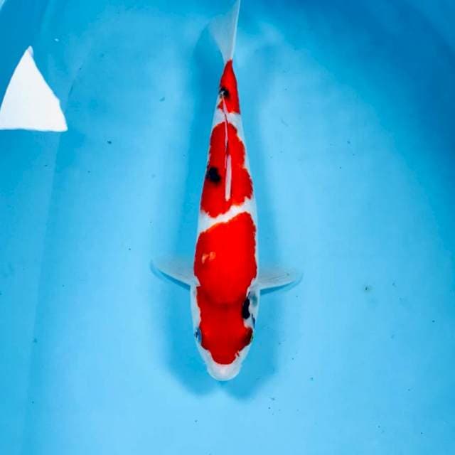 Showa, 30 cm