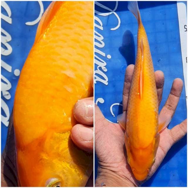 Munuk Akahajiro