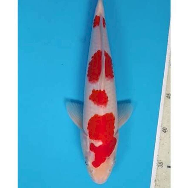 Kohaku ~33