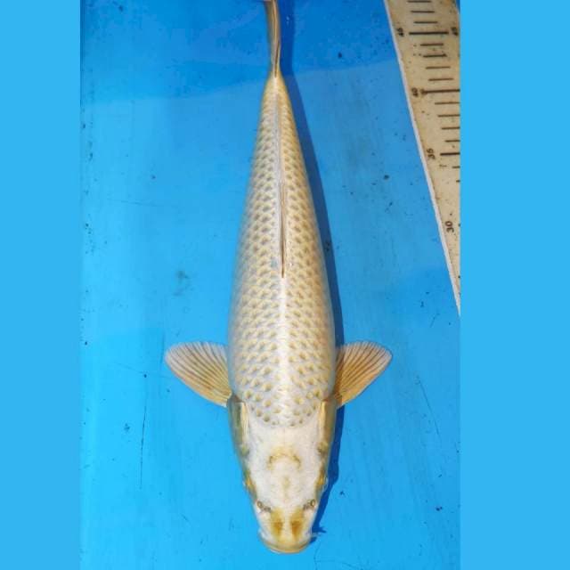MUKASI KUNING 32cm