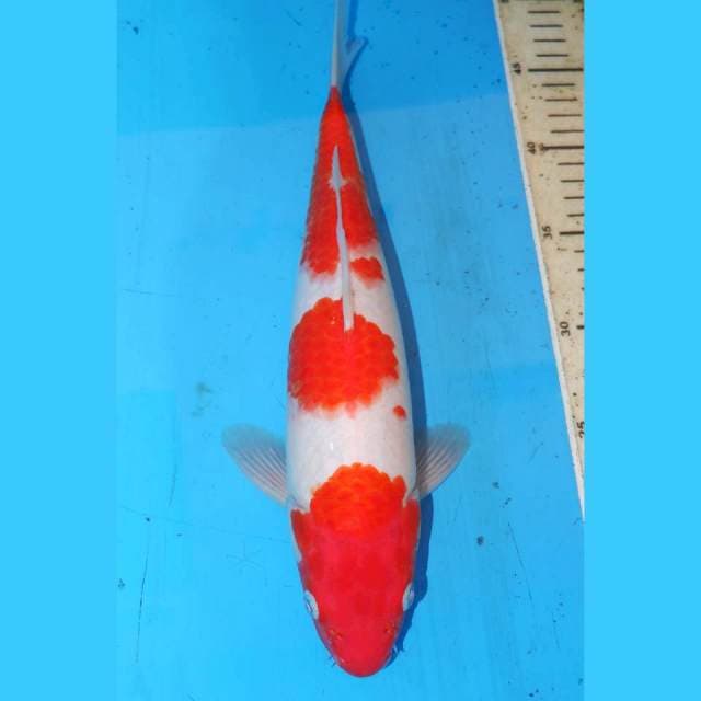 SANDAN KOHAKU 32cm