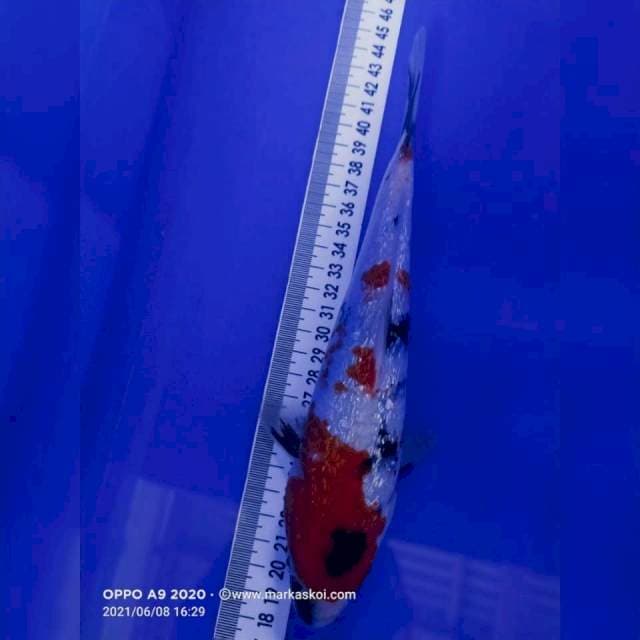 Showa Gindrin 24cm