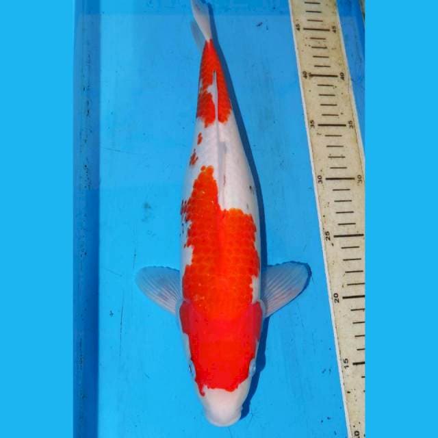 NIDAN KOHAKU 36cm