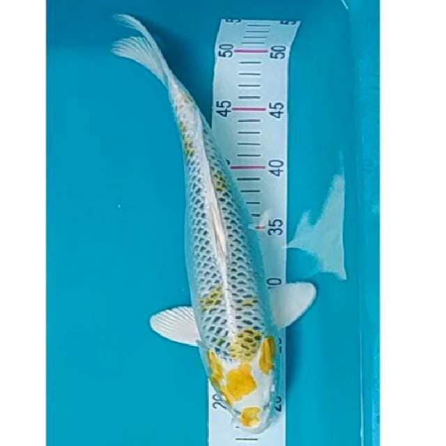 Hariwake 37cm