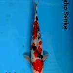 SHOWA SANSHOKU MALE 35CM