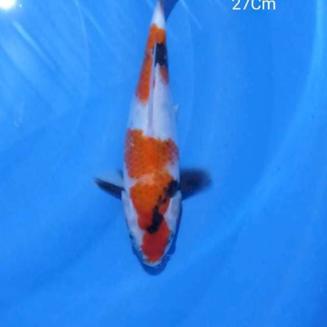 Showa 27Cm