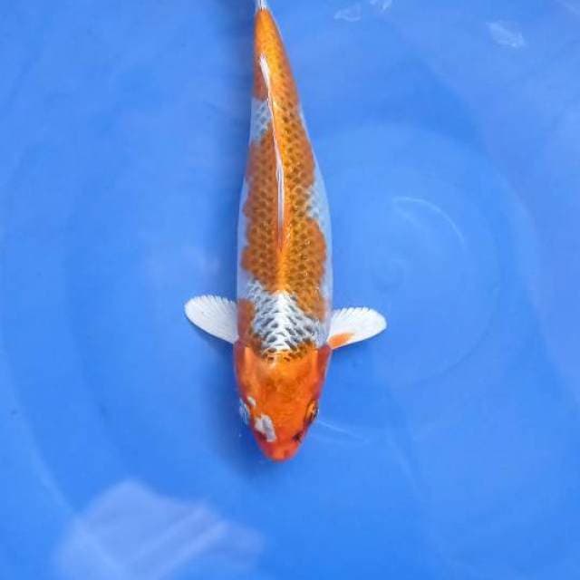 Kujaku 22Cm